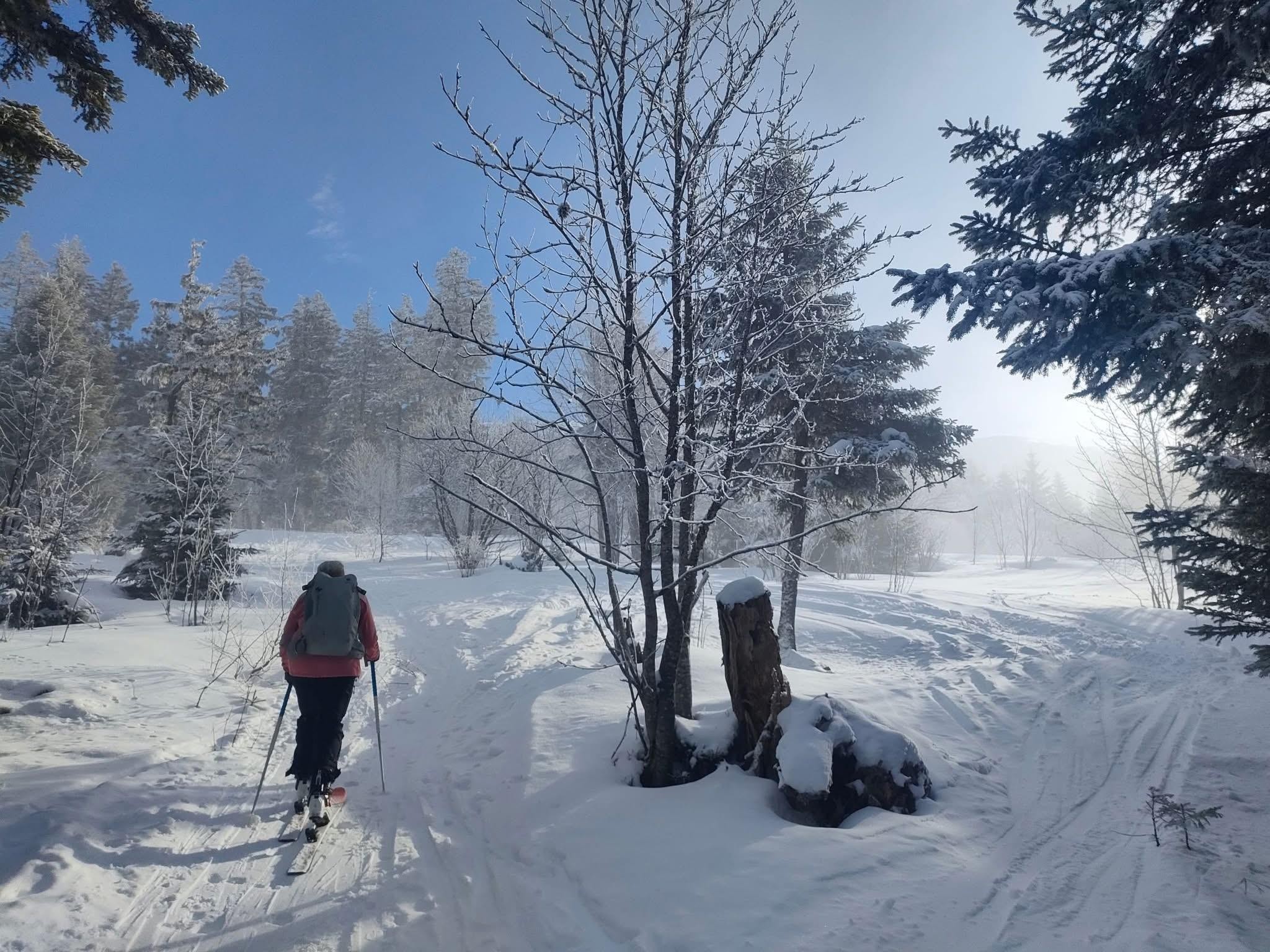 Des mushers au Taillefer !