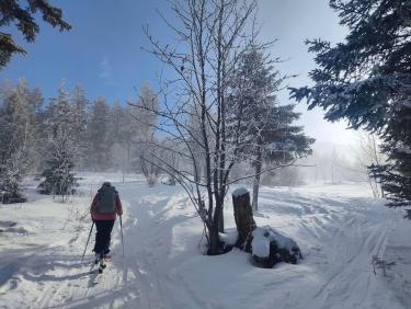 Des mushers au Taillefer !