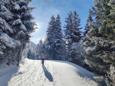Des mushers au Taillefer !