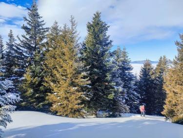 Des mushers au Taillefer !