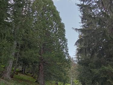 Des séquoias, pas vraiment une espèce endémique!