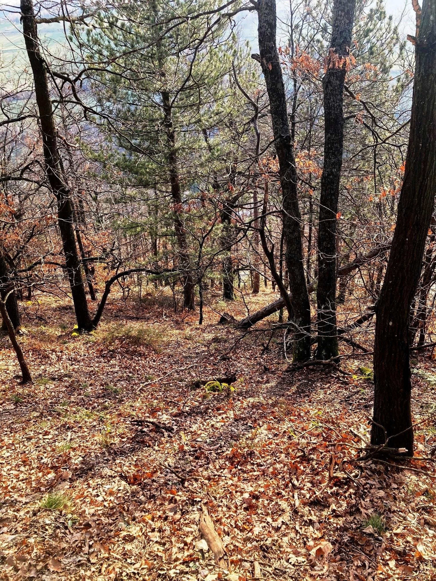 Descente hors trace vers le sentier de l'aqueduc