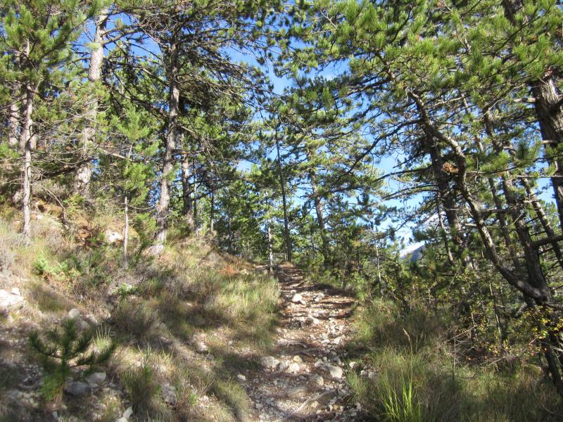 descente sous les pins