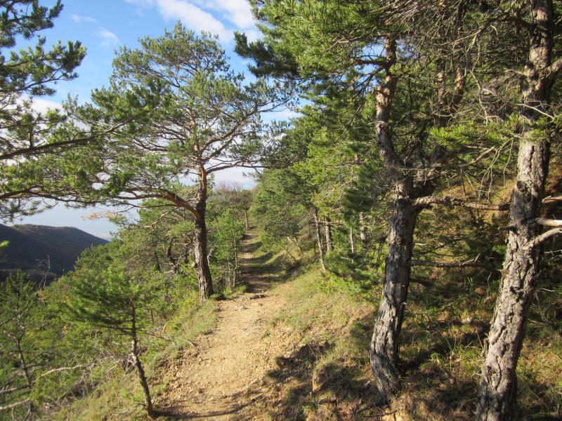 descente sous les pins