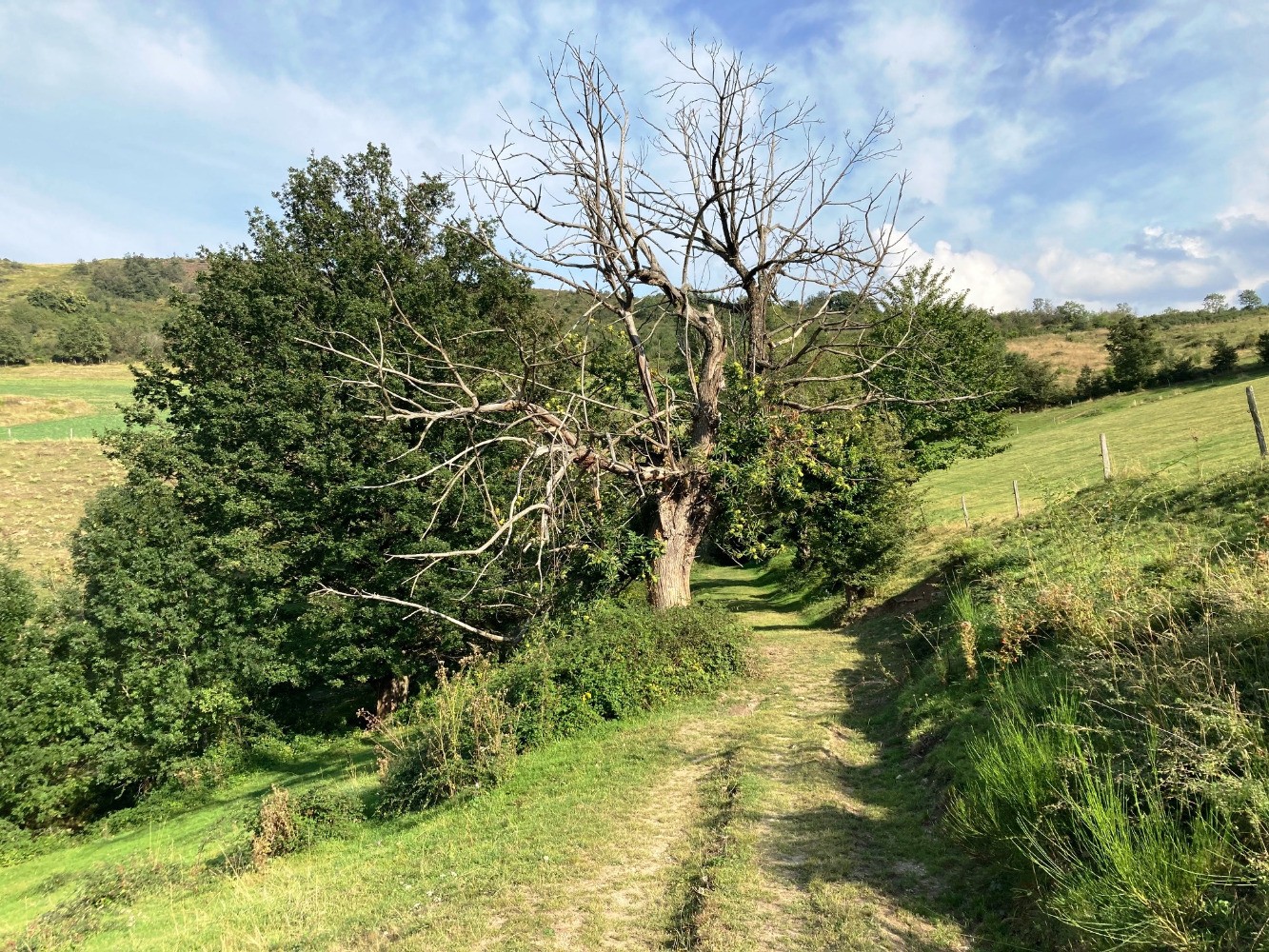 Deux arbres