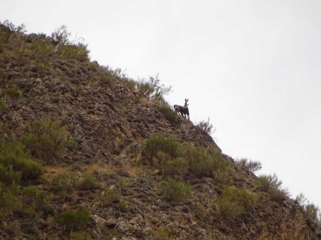 Deux chamois en versant sud de la Postelle