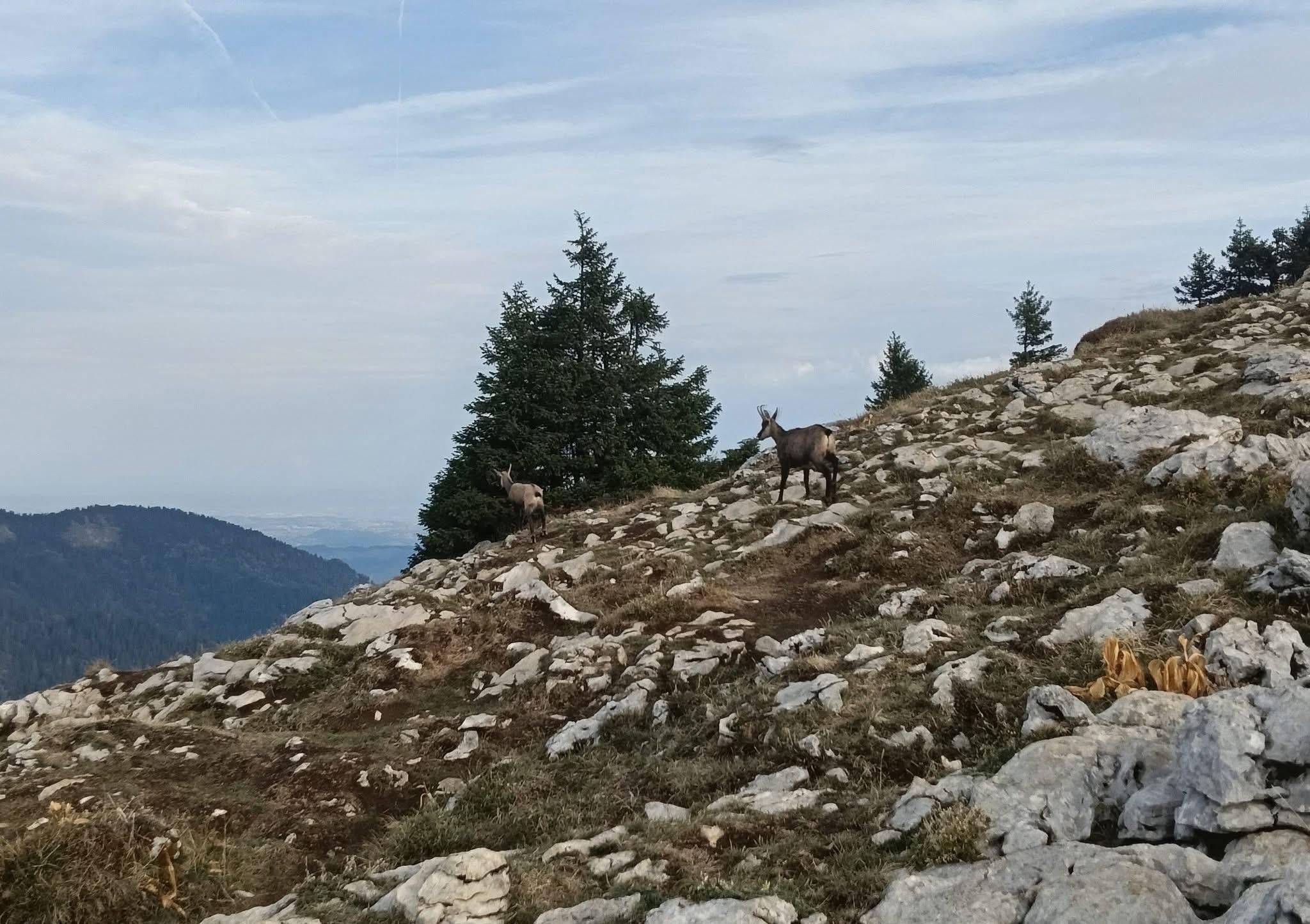 Deux chamois 