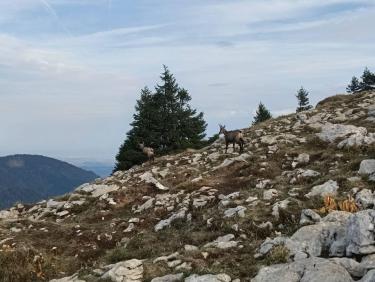 Deux chamois 