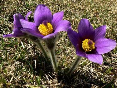 Dolce vita à la Montagne de Paille