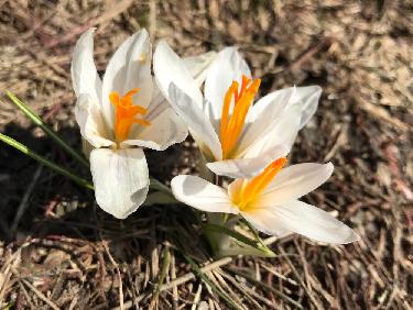Les crocus sont en retard cette annÃ©e 