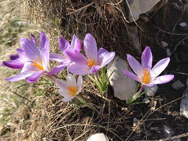 Encore des crocus 