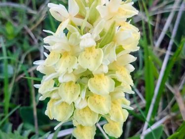 Droit dans le pentu !