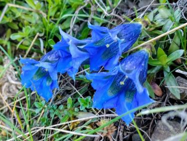 Droit dans le pentu !