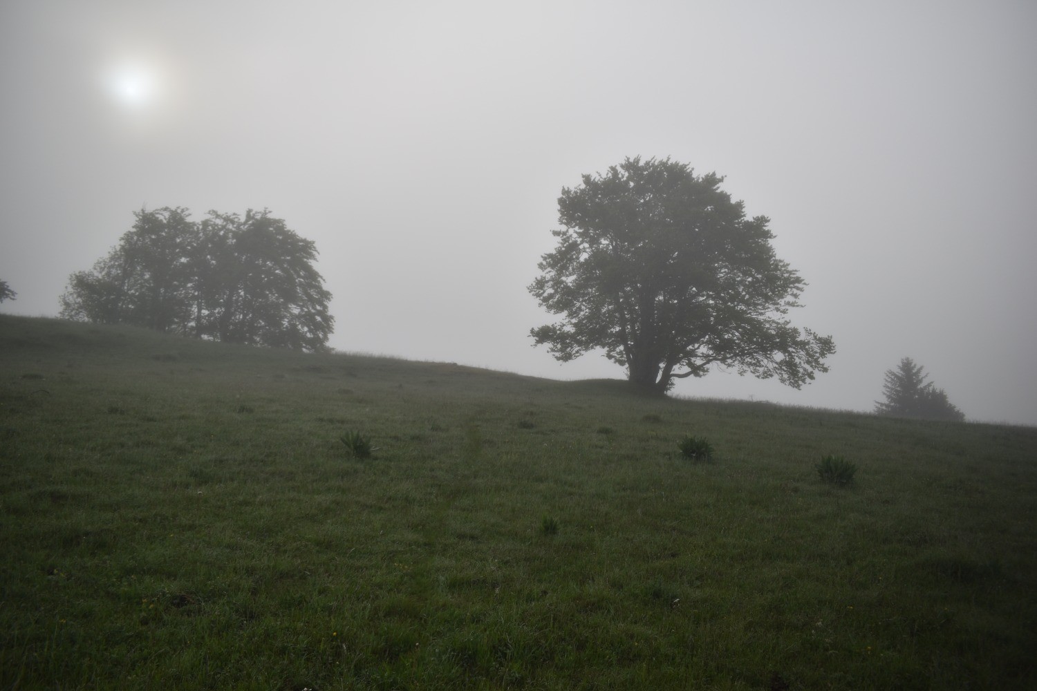 Plateau du Sornin