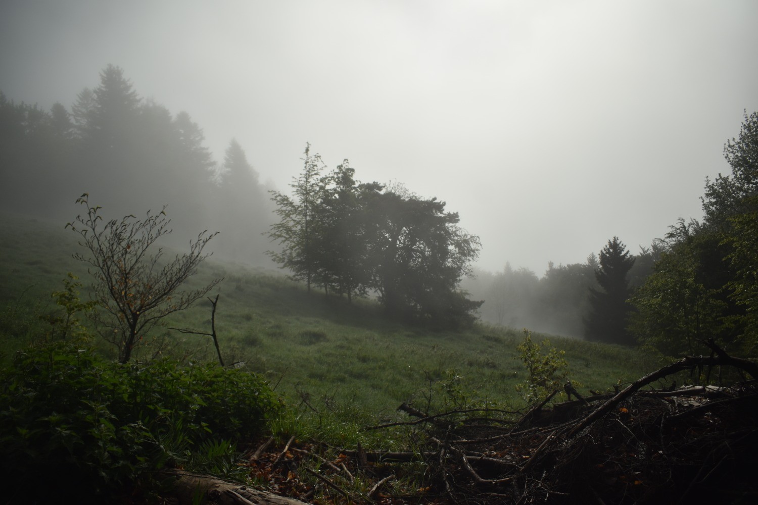DSC_0011