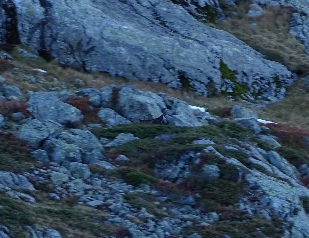 ScÃ¨ne de chasse