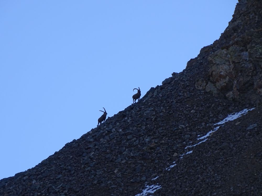 Bouquetins au Col de la Grande Vaudaine.