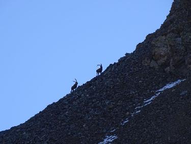 Bouquetins au Col de la Grande Vaudaine.