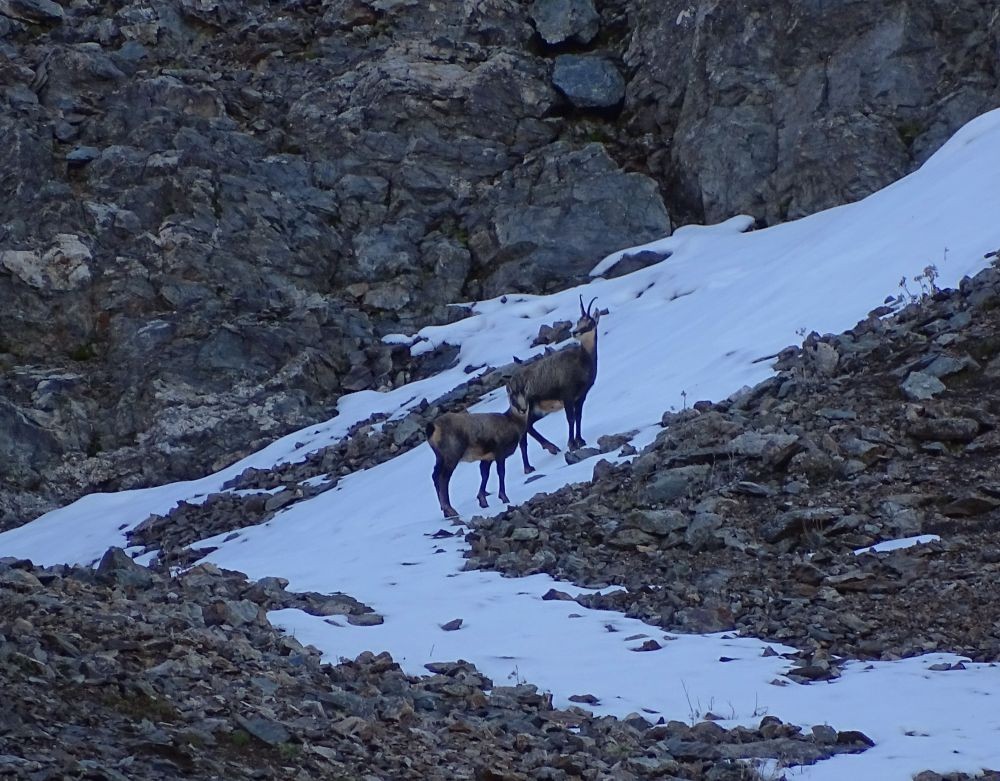 Chamois sous le Pic de Mirebel