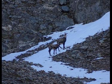 Chamois sous le Pic de Mirebel
