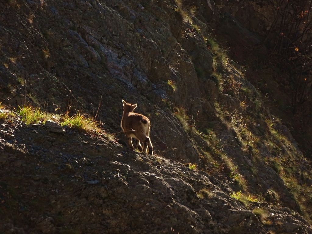 Bouquetin de l'annÃ©e, vallon de la Petite Vaudaine.