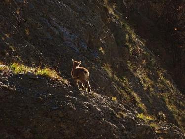 Bouquetin de l&apos;annÃ©e, vallon de la Petite Vaudaine.