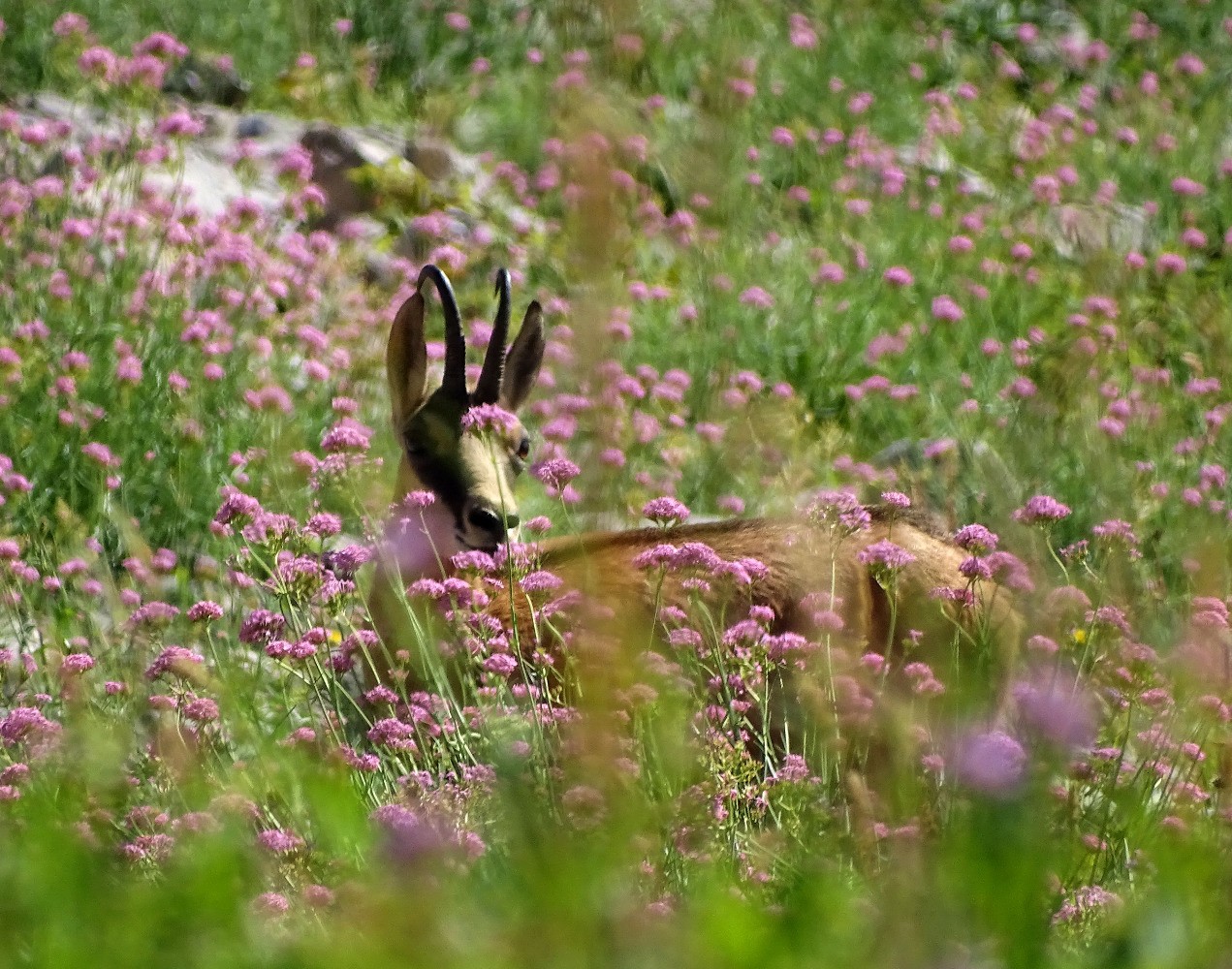 Chamois sous le Bec Charvet