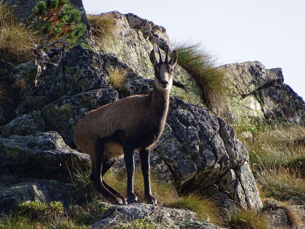 Chamois sous la Cime des Fraches