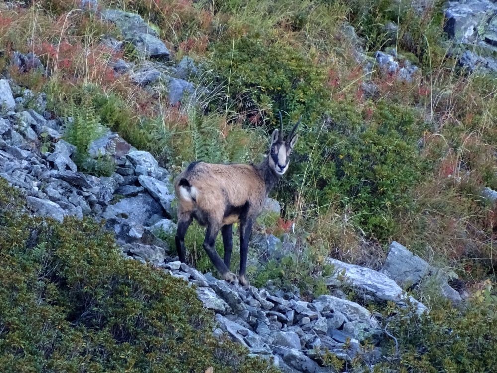Chamois au dessus des Rochers de la Far