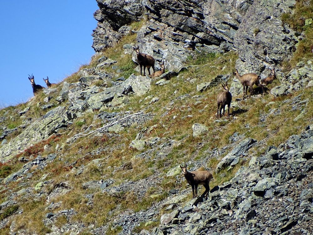 Chamois sous Jas Mouton