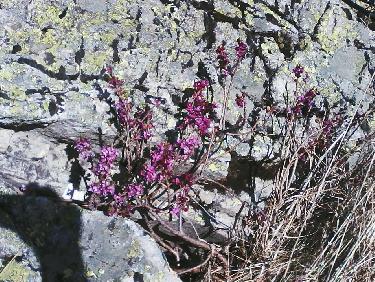 Du bois Joli , en retrouvant une ambiance plus douce