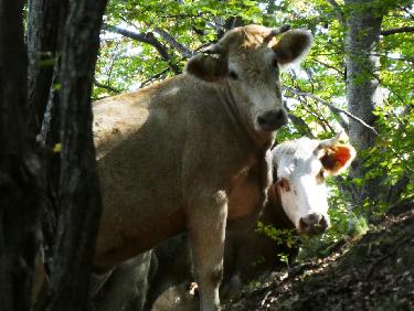 Du monde dans ma hÃªtraie