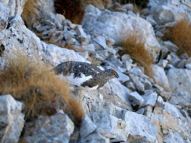 Du Roc Roux Ã  la TÃªte de Girbault