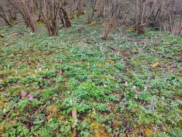 Du sapin dans les suspentes !