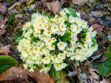 Du sapin dans les suspentes !