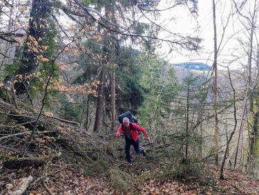 Du sapin dans les suspentes !