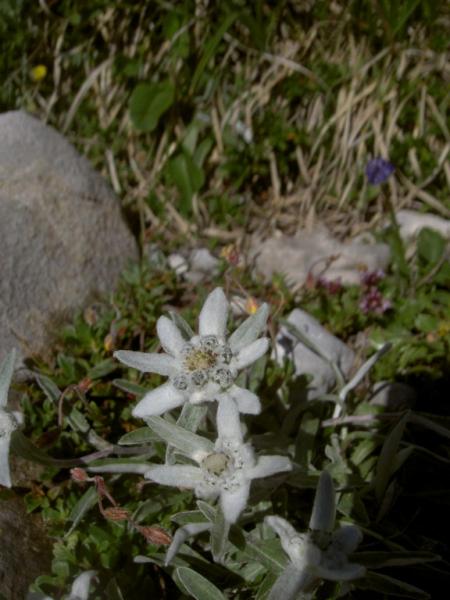 Edelweiss