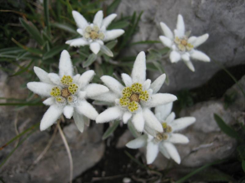 Edelweiss