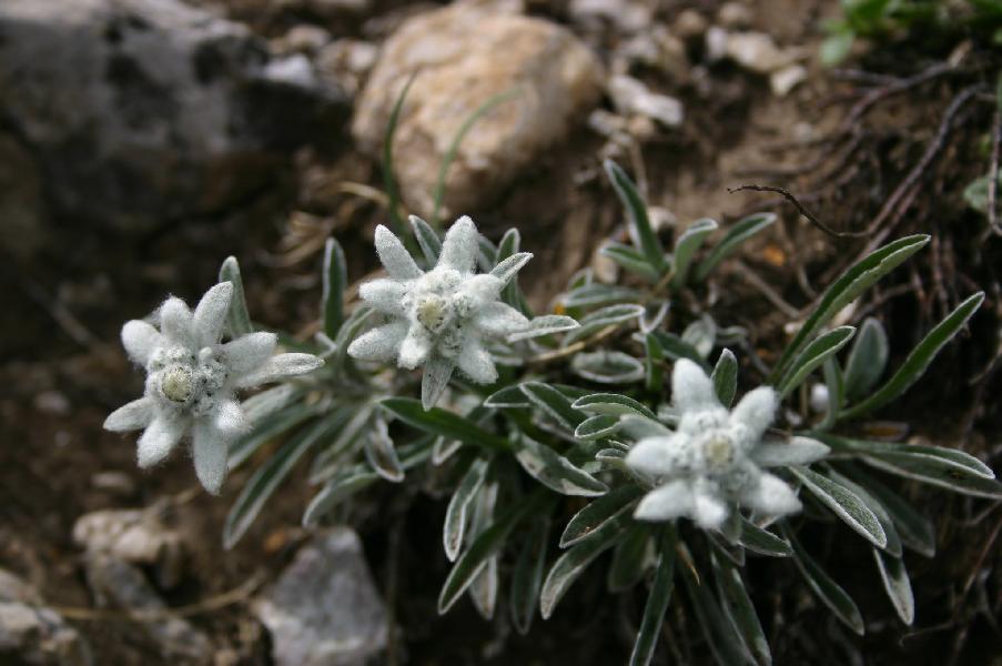 Edelweiss