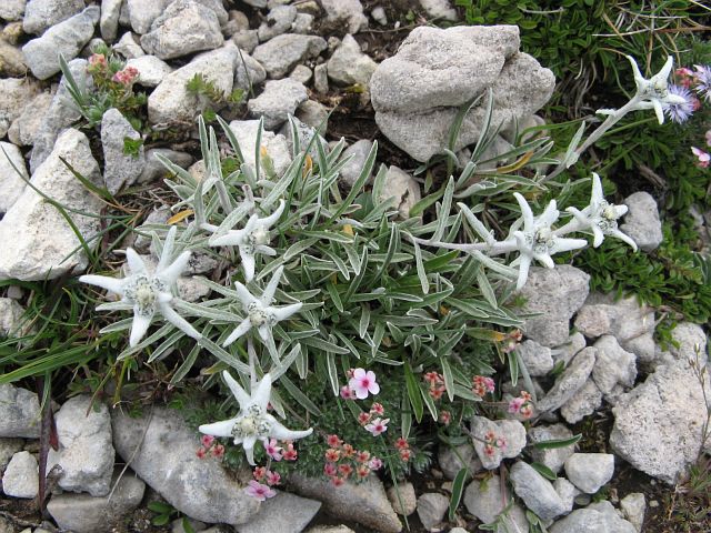 Edelweiss