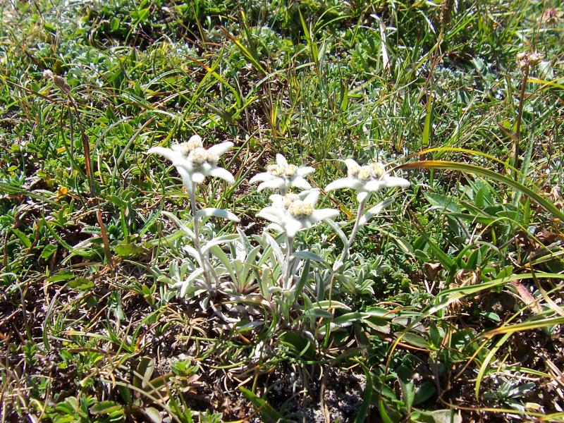 Edelweiss