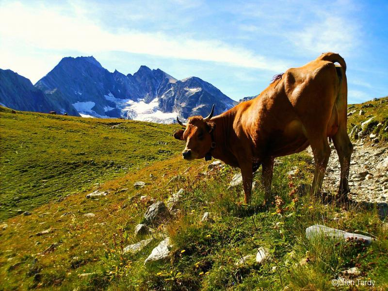 En Montant au Lac Blanc de Péclet Polset