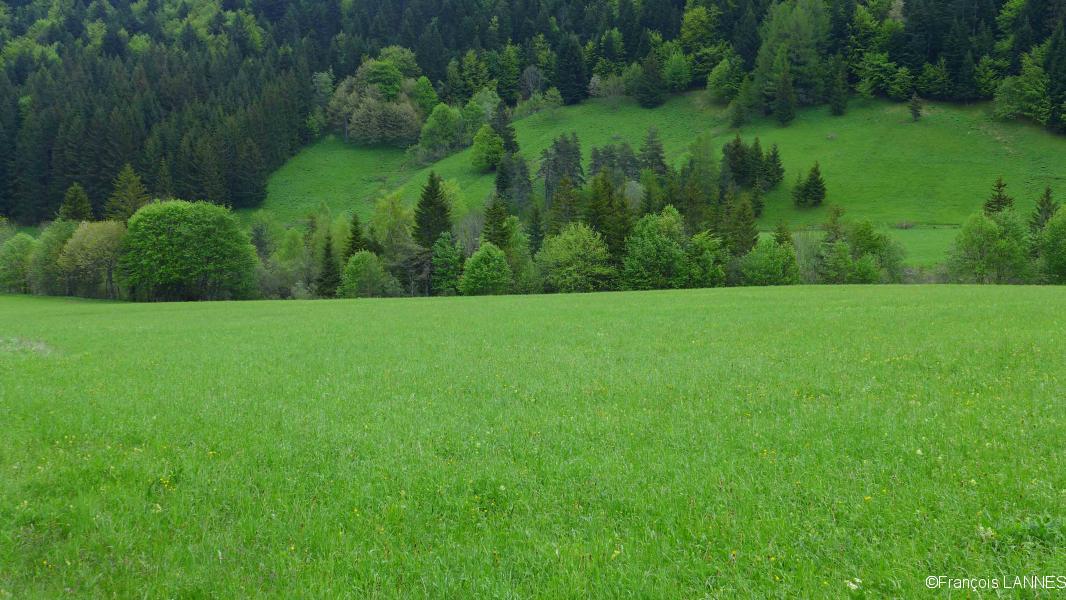En bas, les prés sont verts