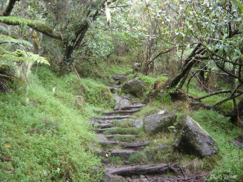 En forêt