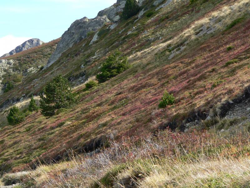 En montant vers les crêtes