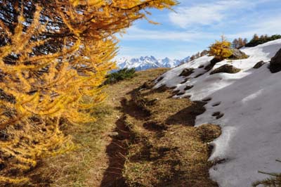 Entre neige et mélèzes.