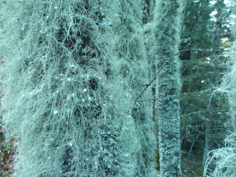 Examinons ce lichen étrange d'un peu plus près