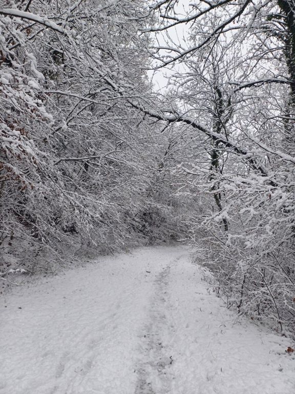 Balade sous la neige ❄️🌨️😀