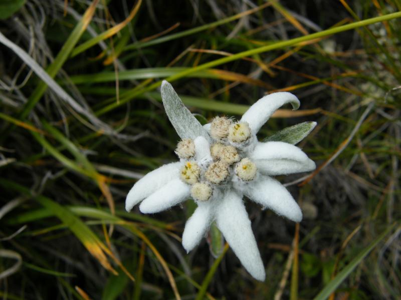 edelweiss