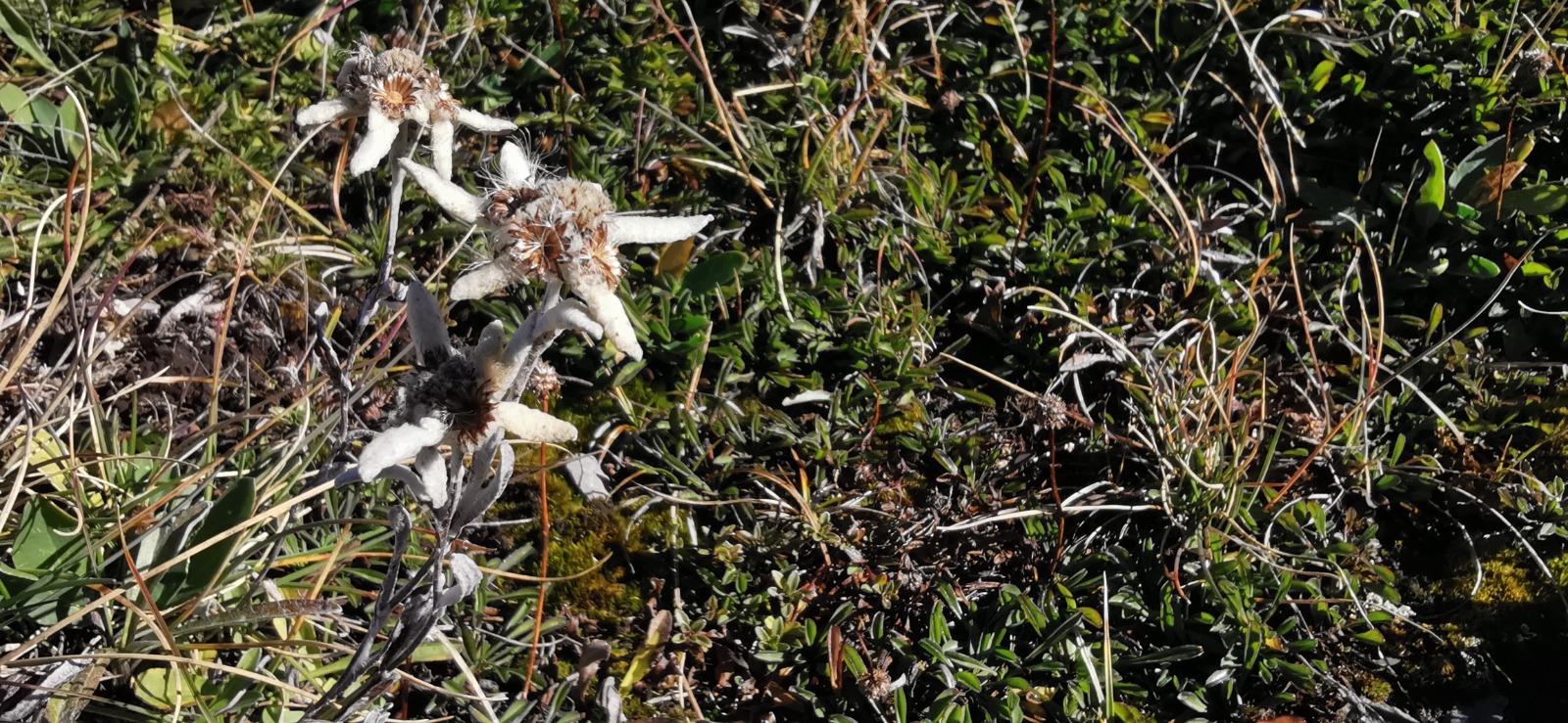 Edelweiss